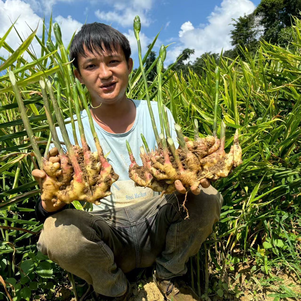 云南农家自种小黄姜新鲜现挖现发 
