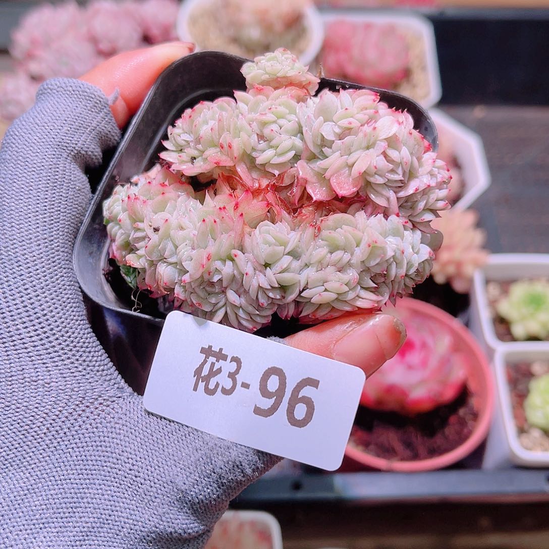 花03-96新品缀化