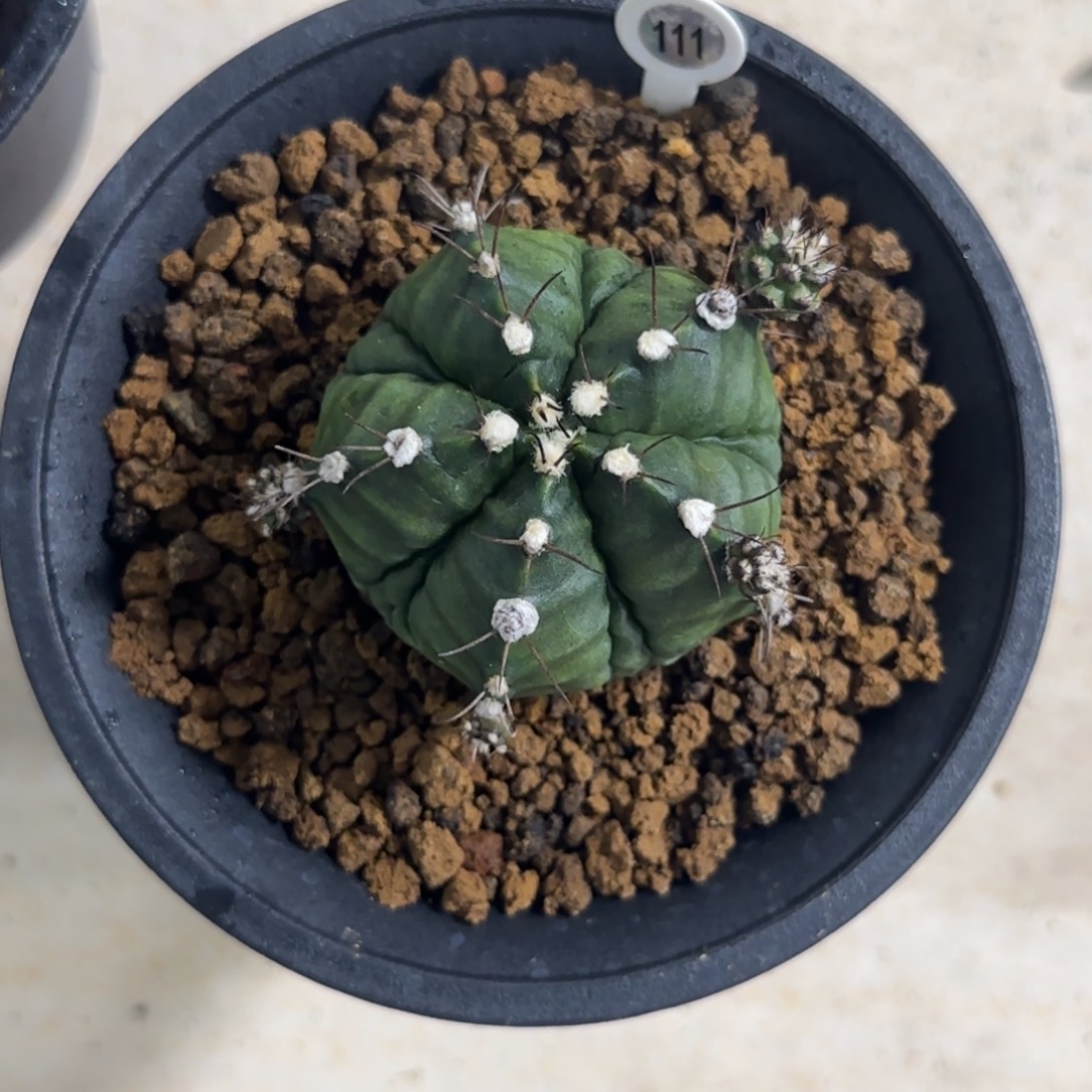 日***道111五棱副棱泰系实生