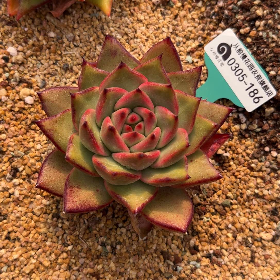 多肉一物一拍0304-186