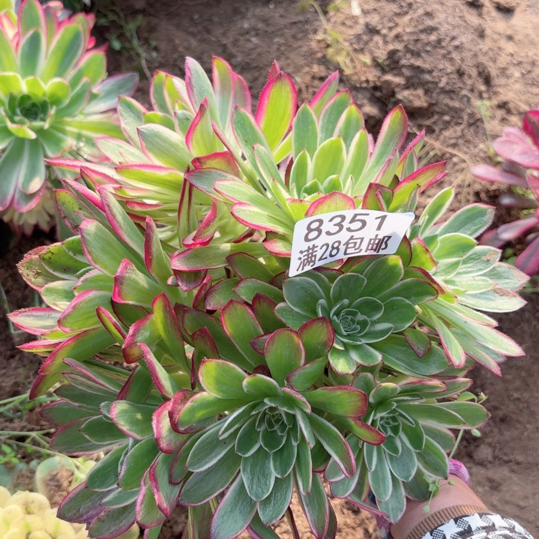 F.    8351海王多肉