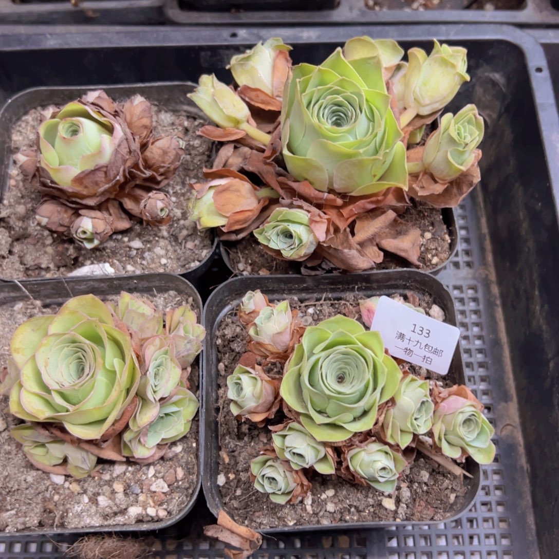 133 侧牙掉了不包损无售后