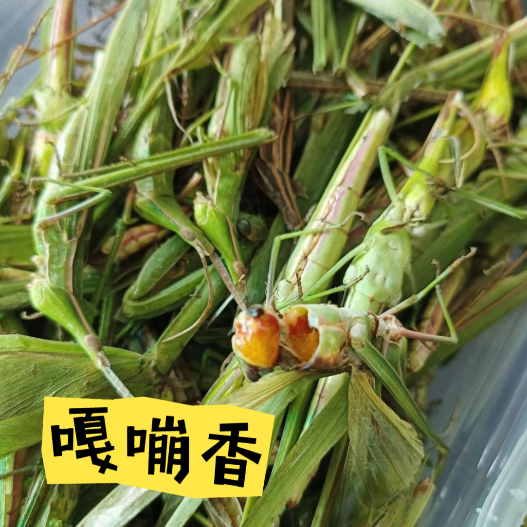 新鲜速冻可食用昆虫双目角中华美味蚱蜢