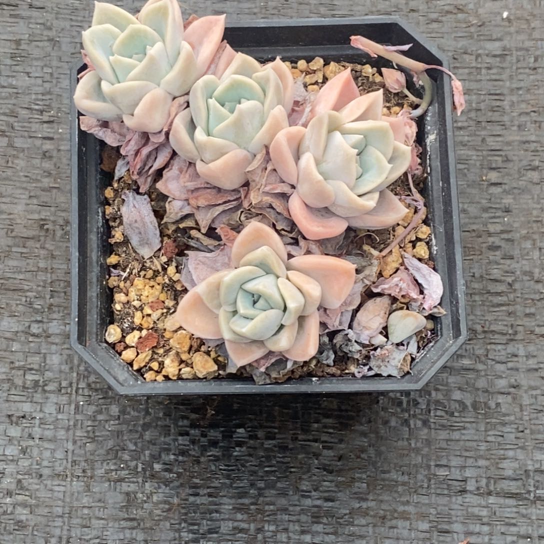 木*木修专拍哈利沃森