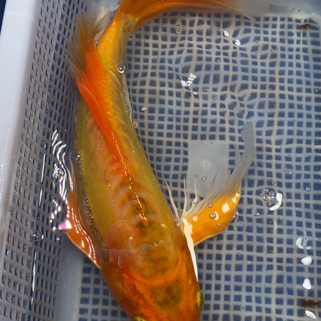 锦鲤冷水锦鲤包邮。