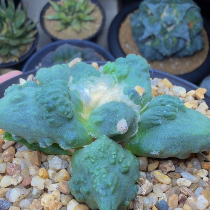 丸叶龙形爆颗粒外星怒基因