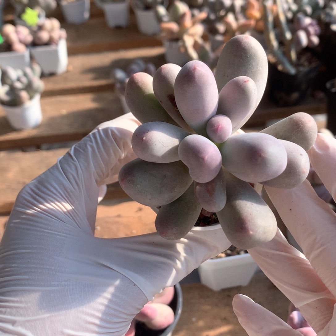 米可奶酪多肉米可奶