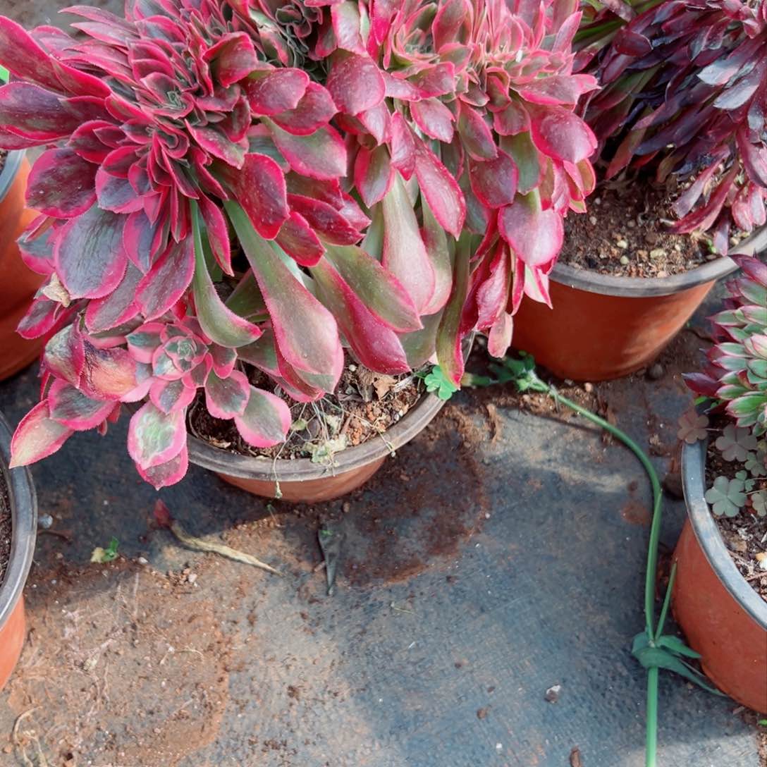 我1408 号多肉法师新年特价女郎