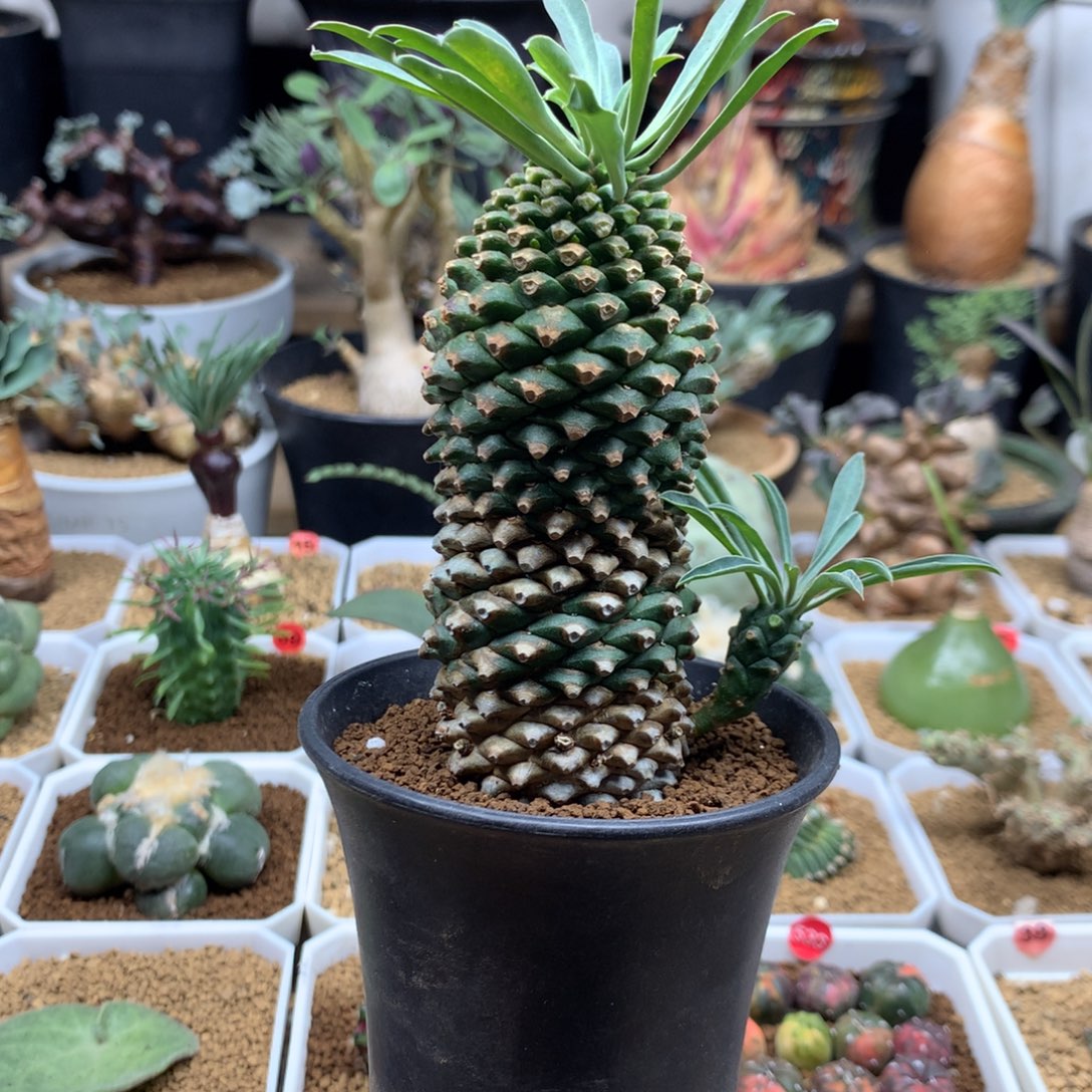 铁甲麒麟带盆大戟