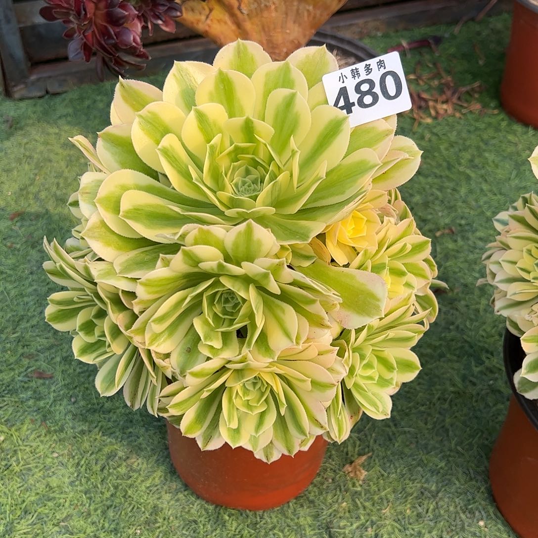 480迈巴赫捧花一颗