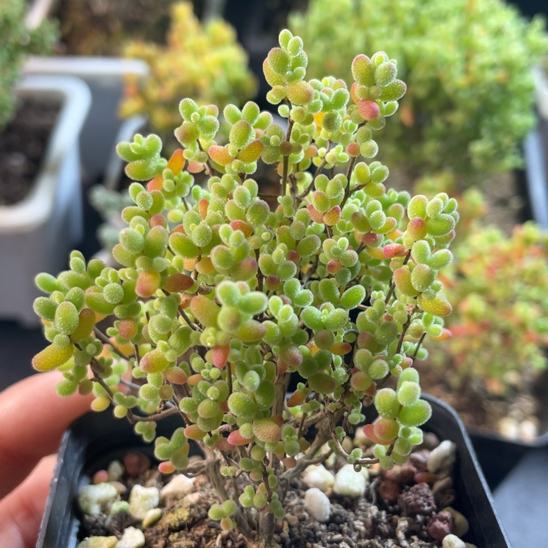 蜜桔。            