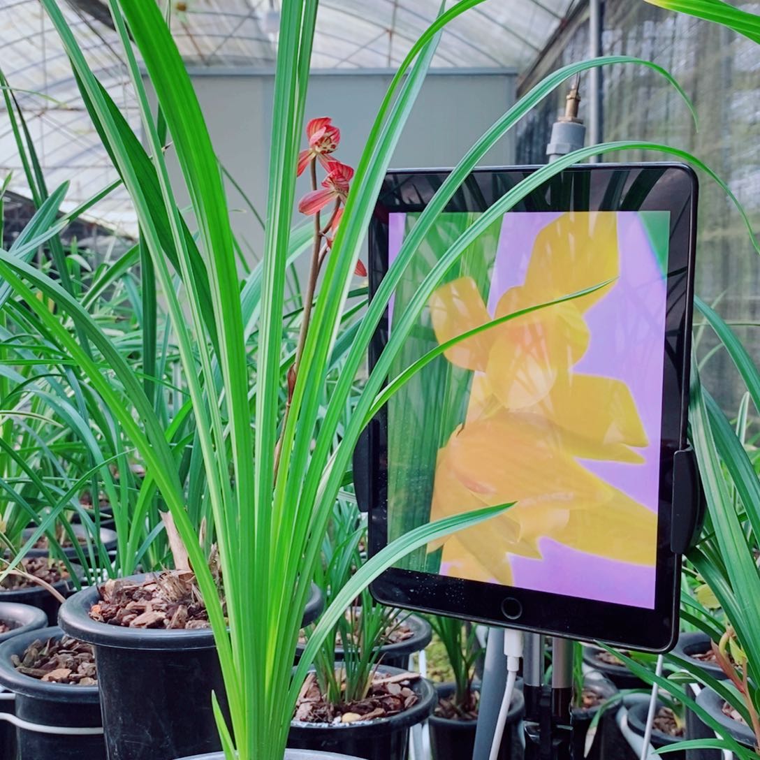 大部分花苞少量开放