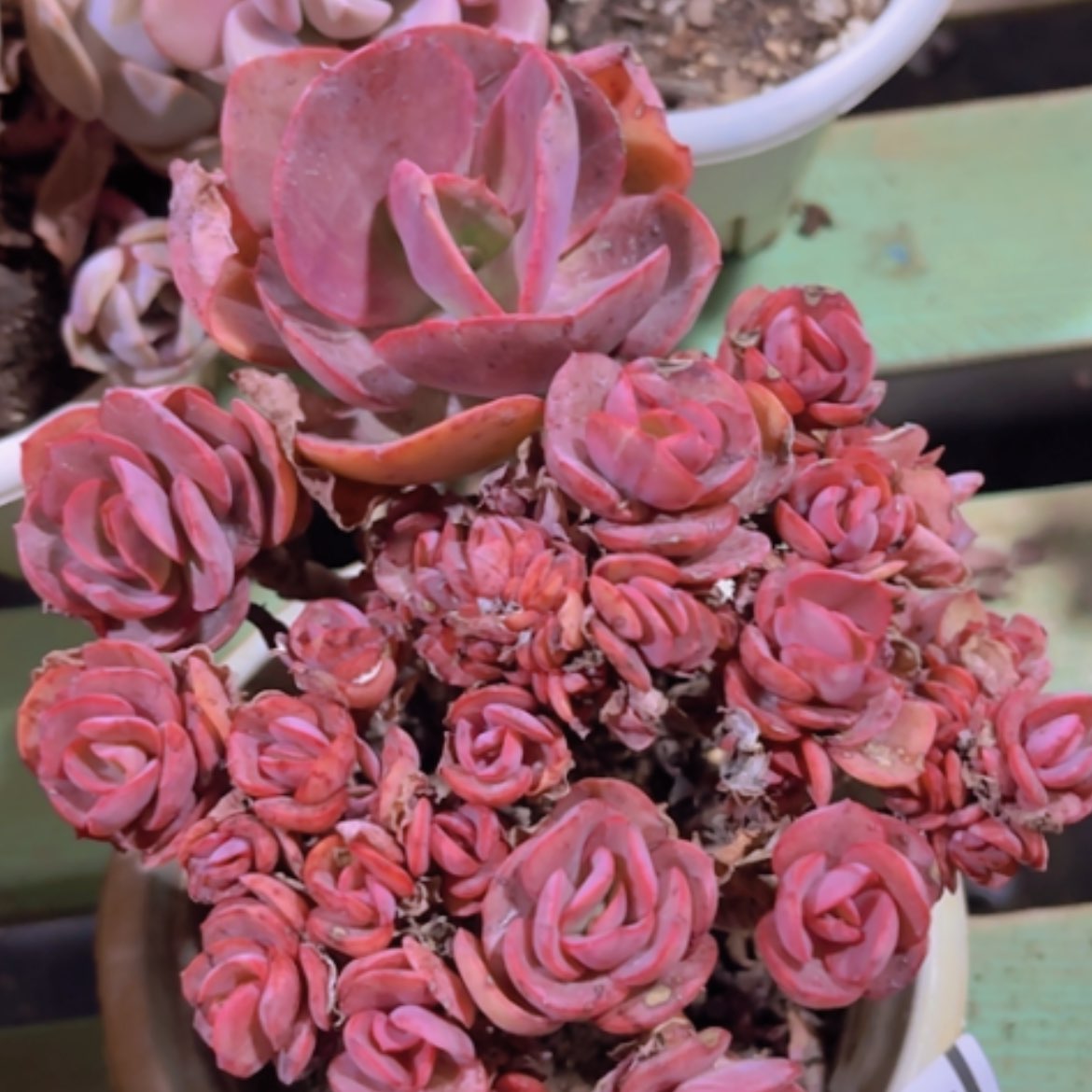 【闪购商品】秀妍24302多肉