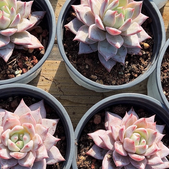 粉蓝鸟        福利多多