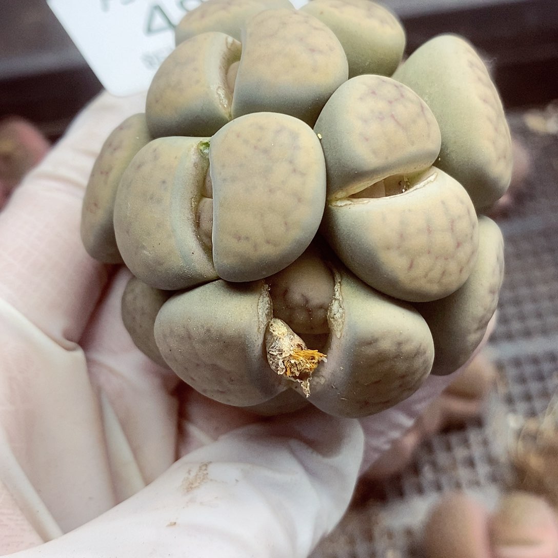 是****。我会把他给她最珍贵486