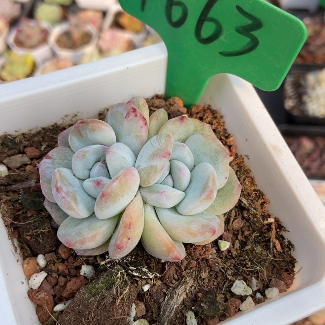 1663星影石化多肉植物