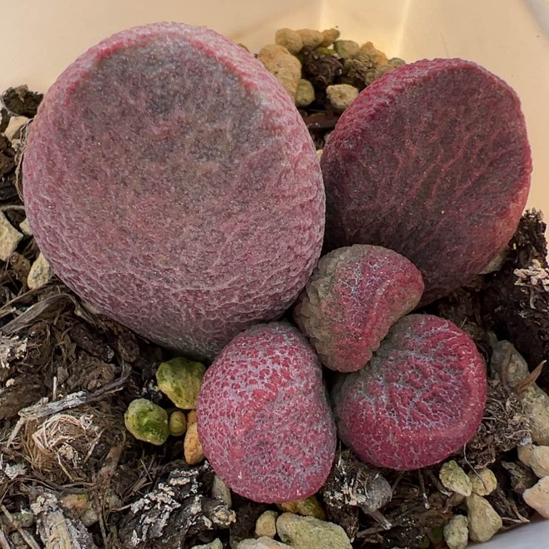 121红烧肉大苗多肉植物