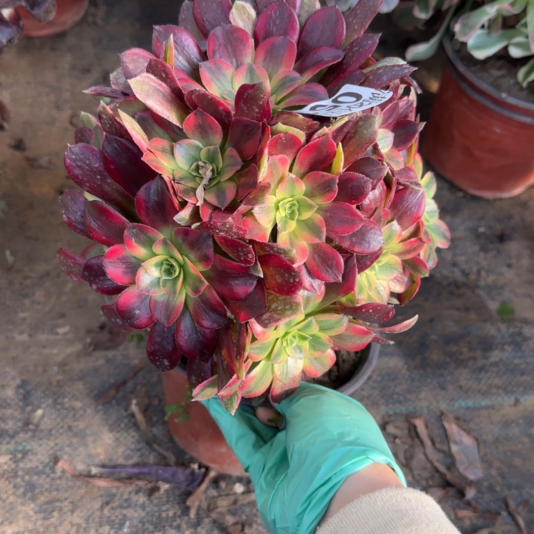 安娜053满20包邮断枝不包