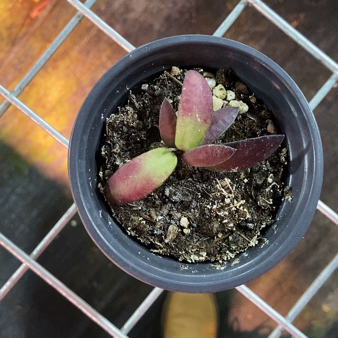 完全开放印尼红斑印