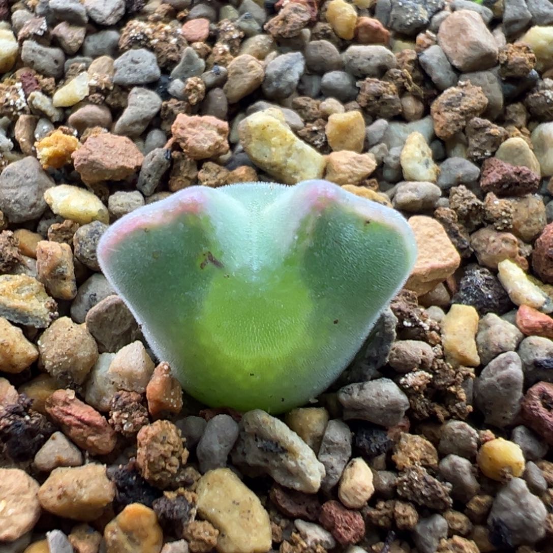 多肉单头优选猫耳空蝉一棵特