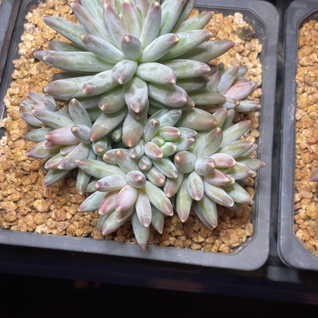 多肉植物的生长发育和生长发