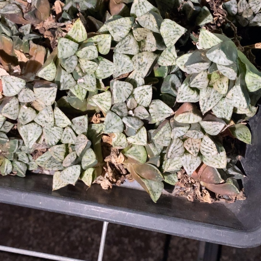 3016 一颗大潘多拉魔盒 挑大的发货 元旦福利