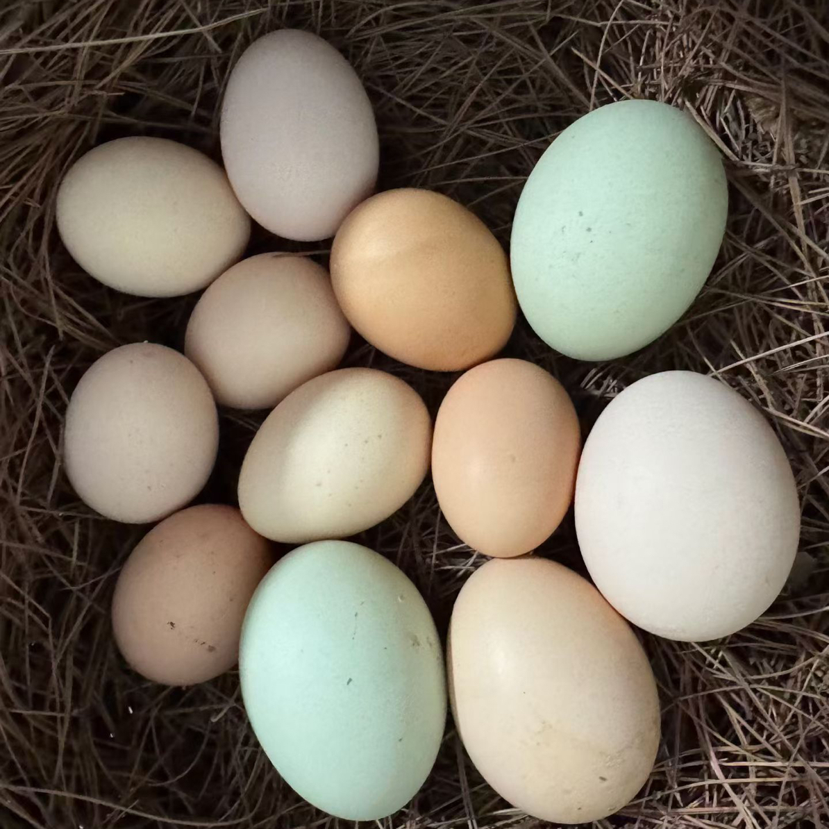 四川巴中农家散养正宗土鸡蛋30枚50枚