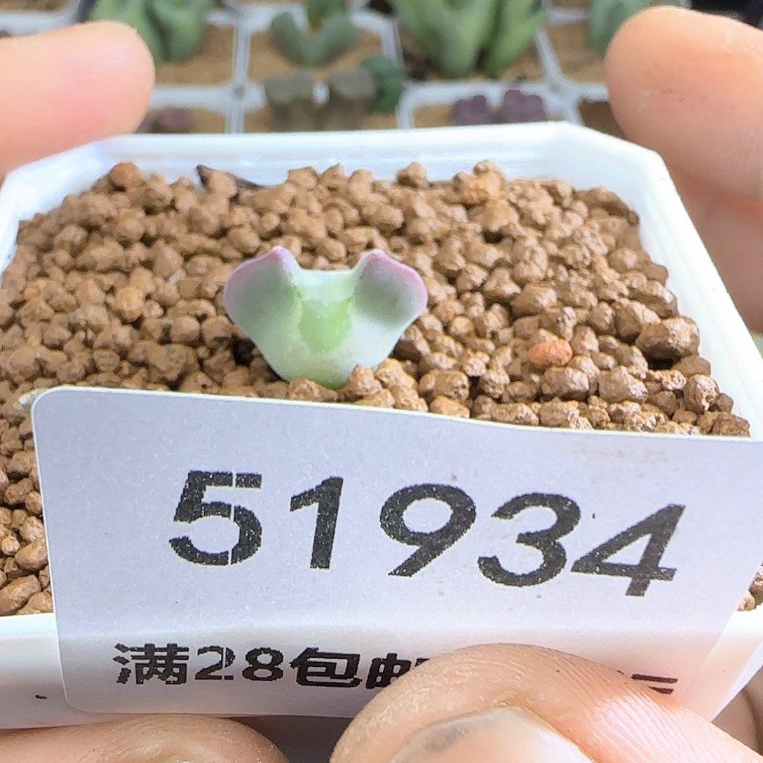 大***）哈哈哈哈哈哈哈51934