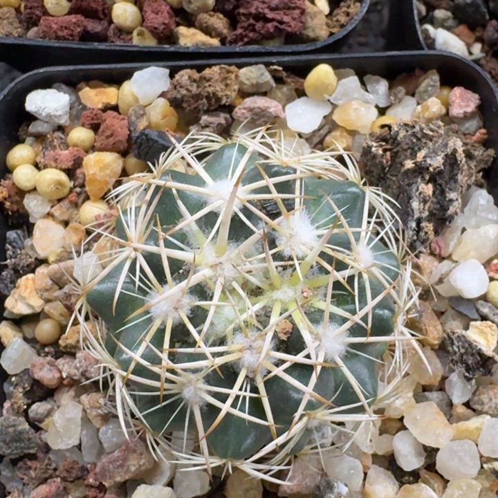 风华丸实生仙人球 