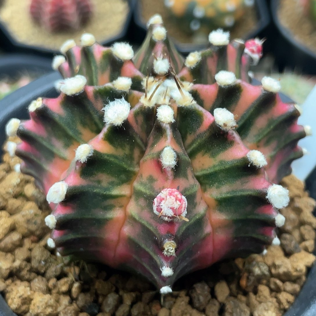 泰系实生根，高绒臀锦虎斑棱背锦