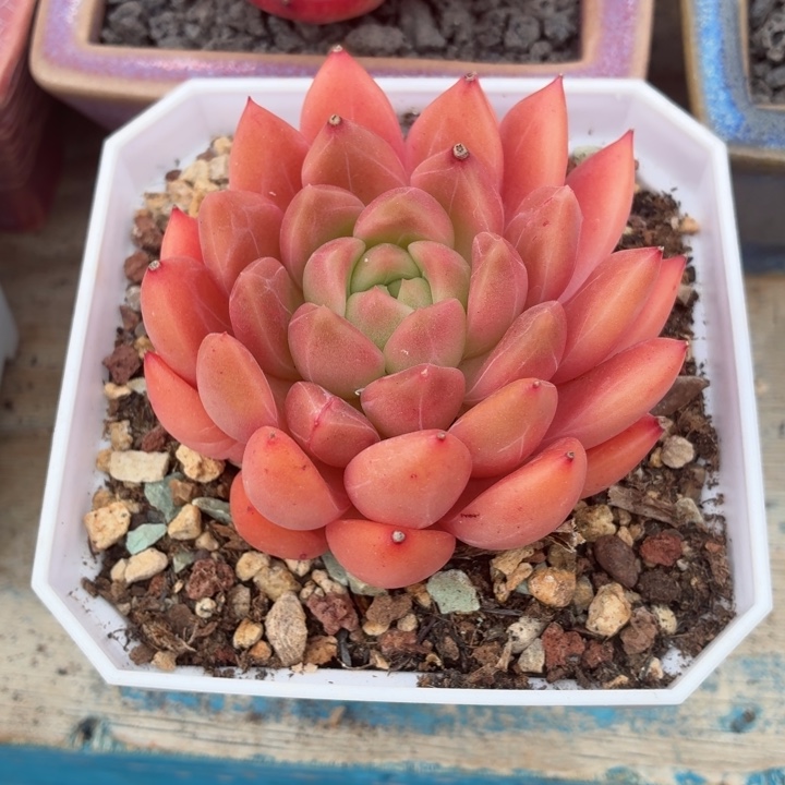 吧***多肉植物冰星公主