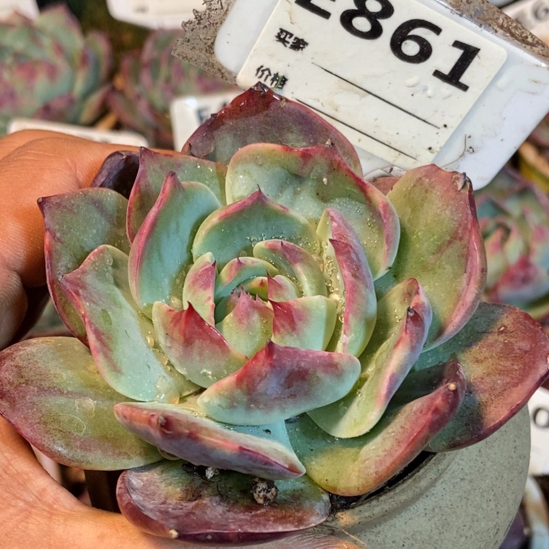 惊鸿惊鸿一瞥861号楼