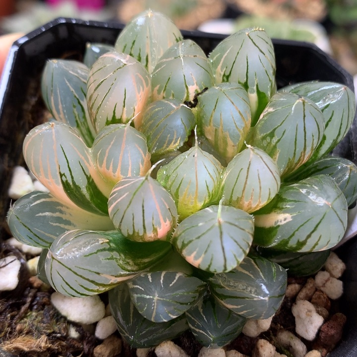 霓虹灯玉露锦带盆土发货