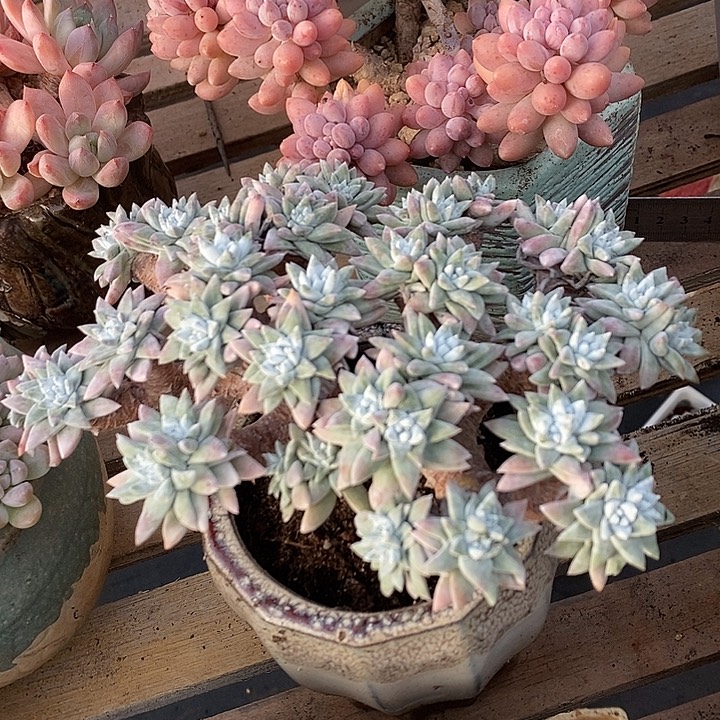 多肉植物肉肉植物