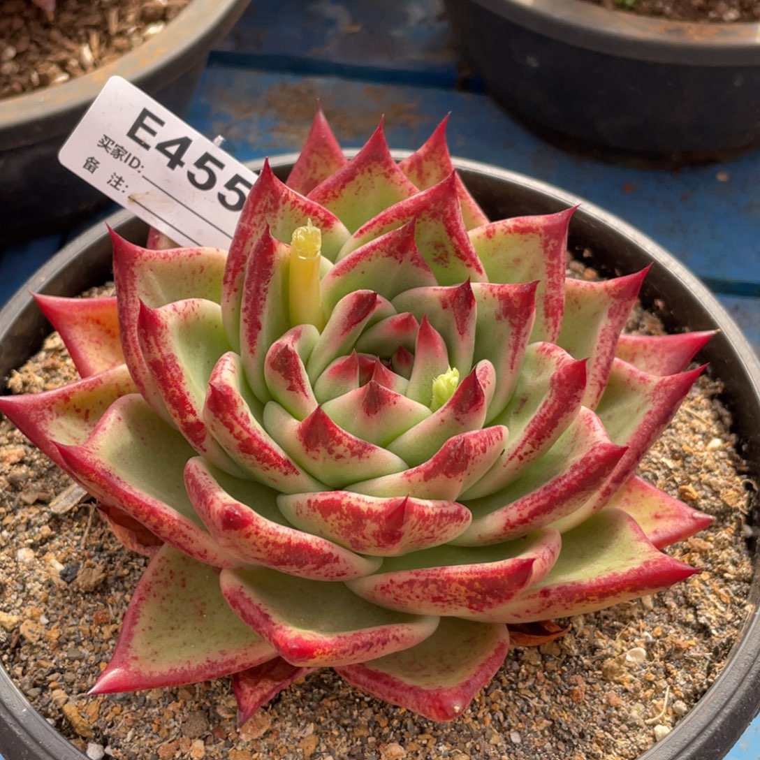 无花朵若如东云单拍E455