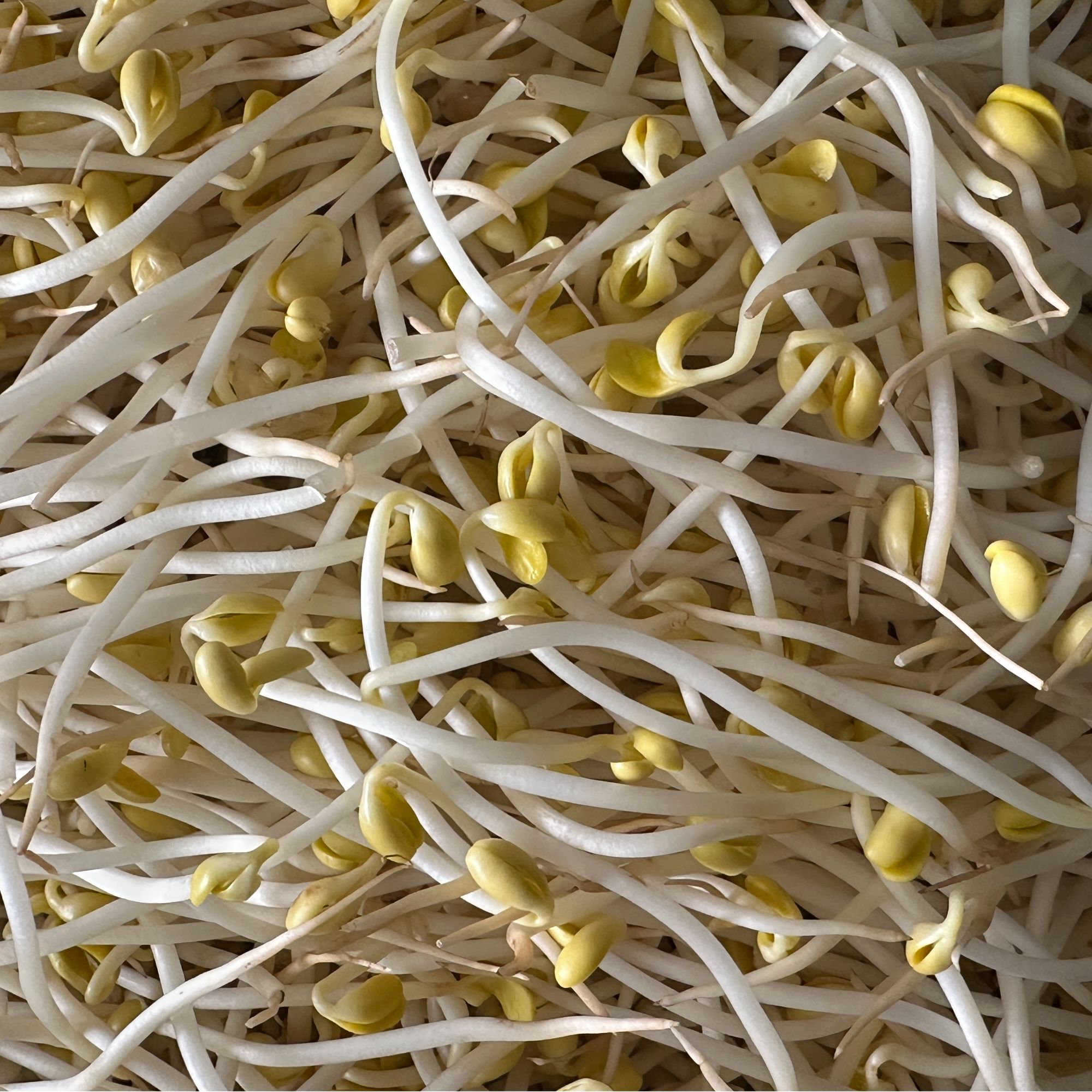 农家黄豆芽传统工艺呈现乡村味道