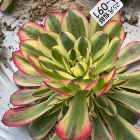 91万白满25包邮多肉