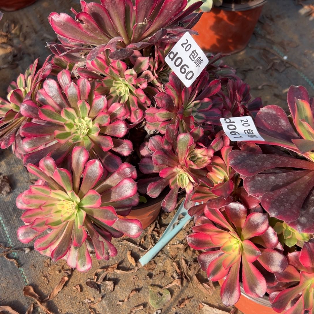 2颗组合，多肉法师