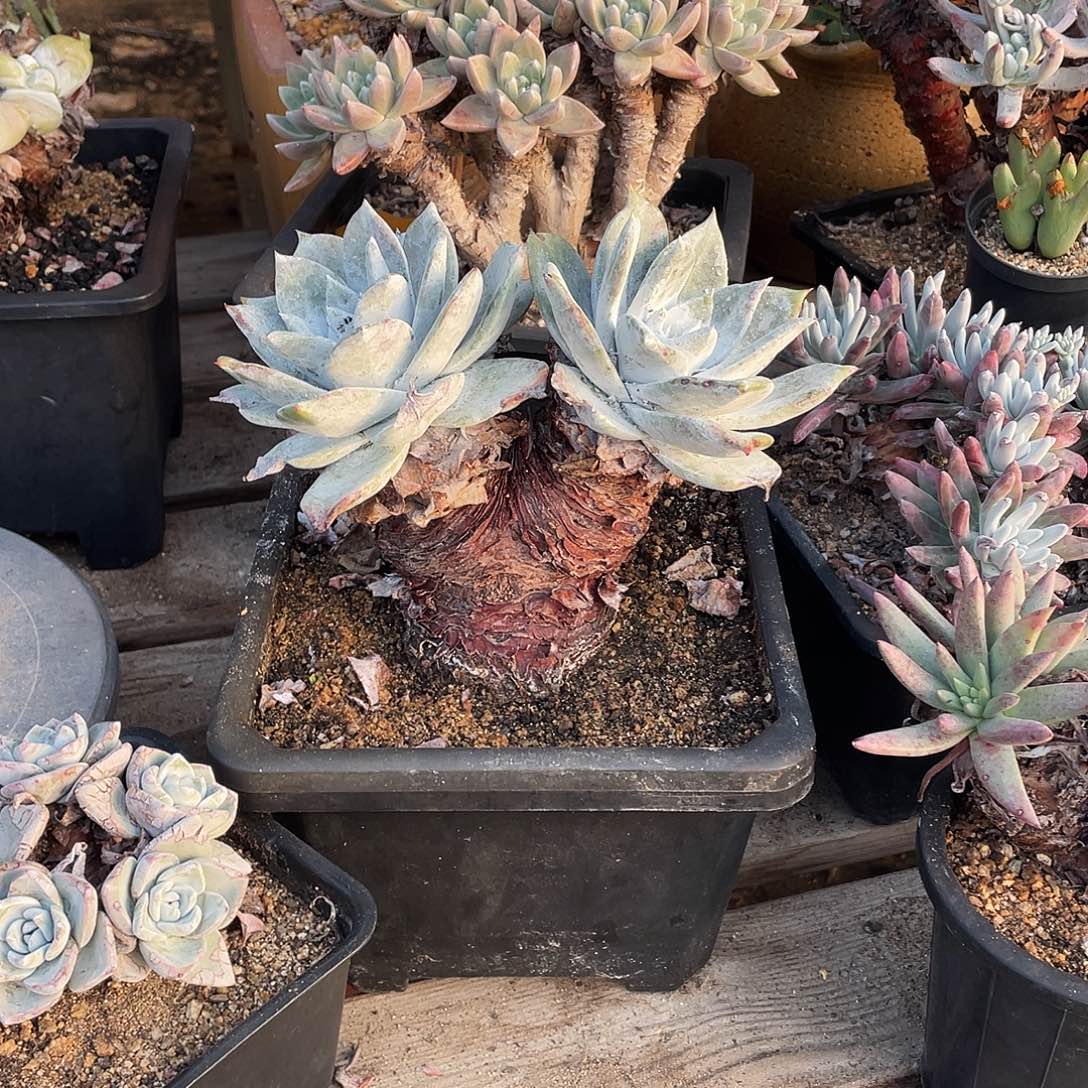 晨溪园艺仙女杯呀