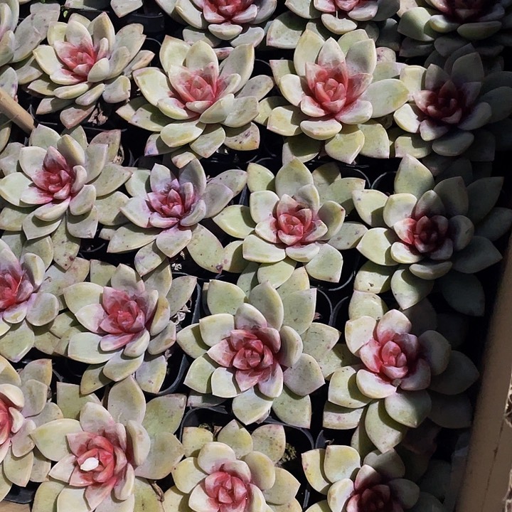 6.5方大德国香槟带盆