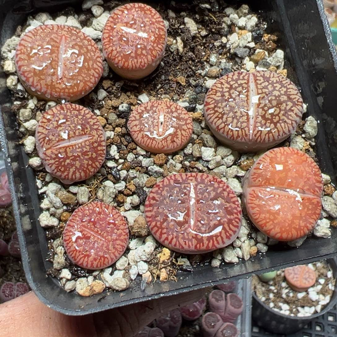 【闪购商品】 612。     