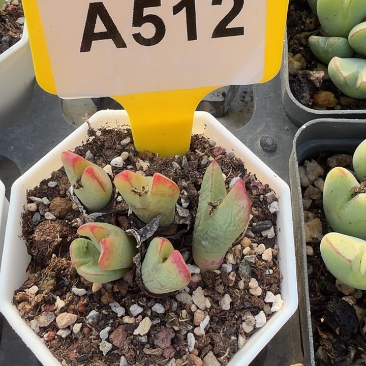 榴****512kjjjjjjnnnnnnnbb