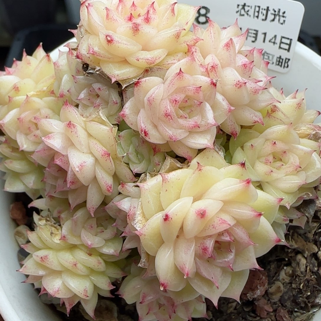 0114-218优选麦秆