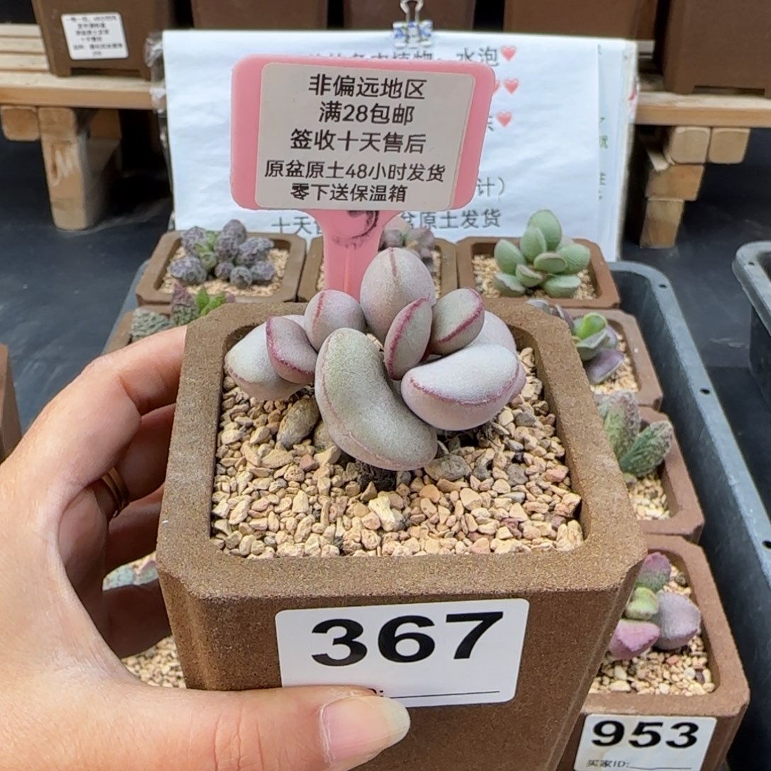 大***丹367白肌红蛋多肉植物