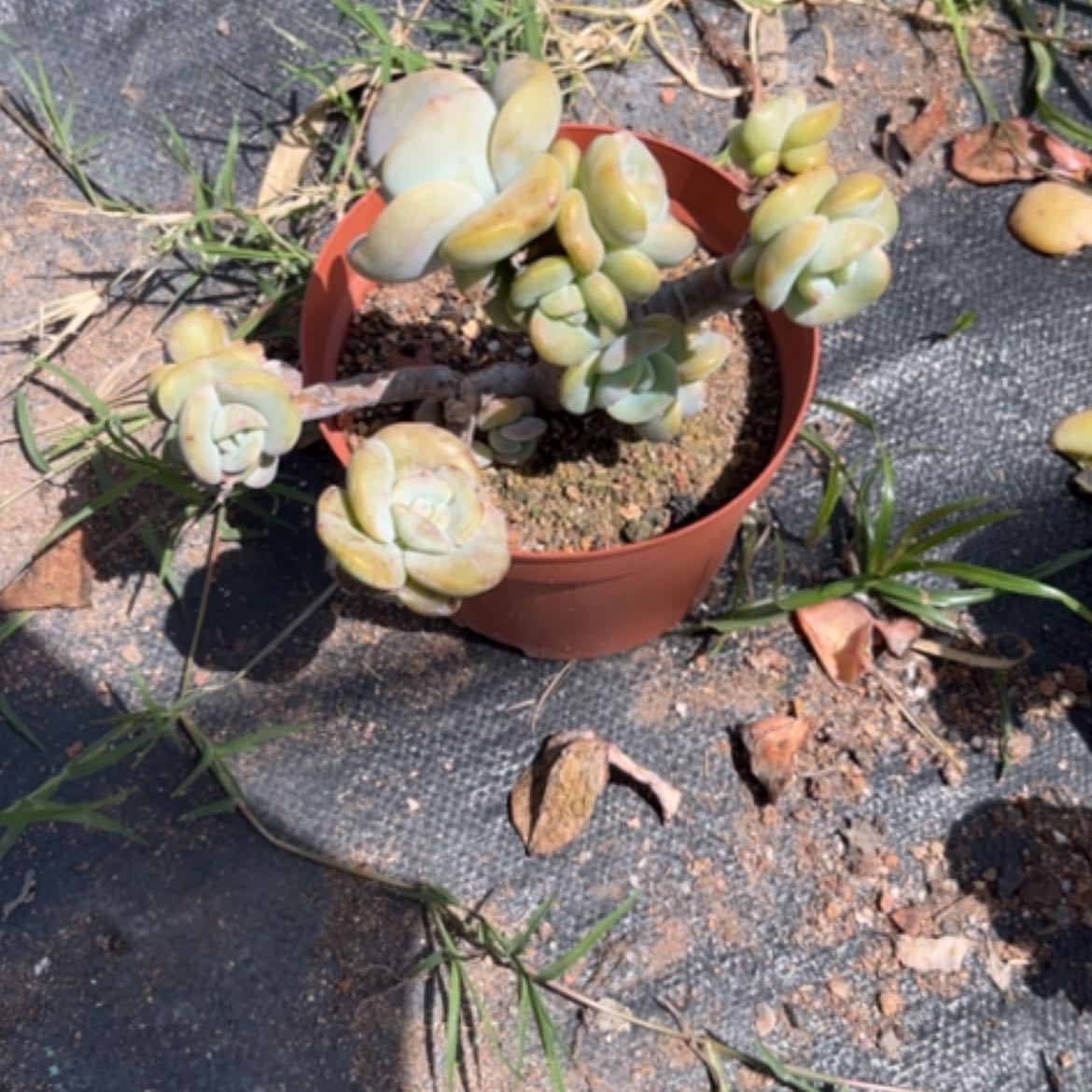 【闪购商品】R****本凤