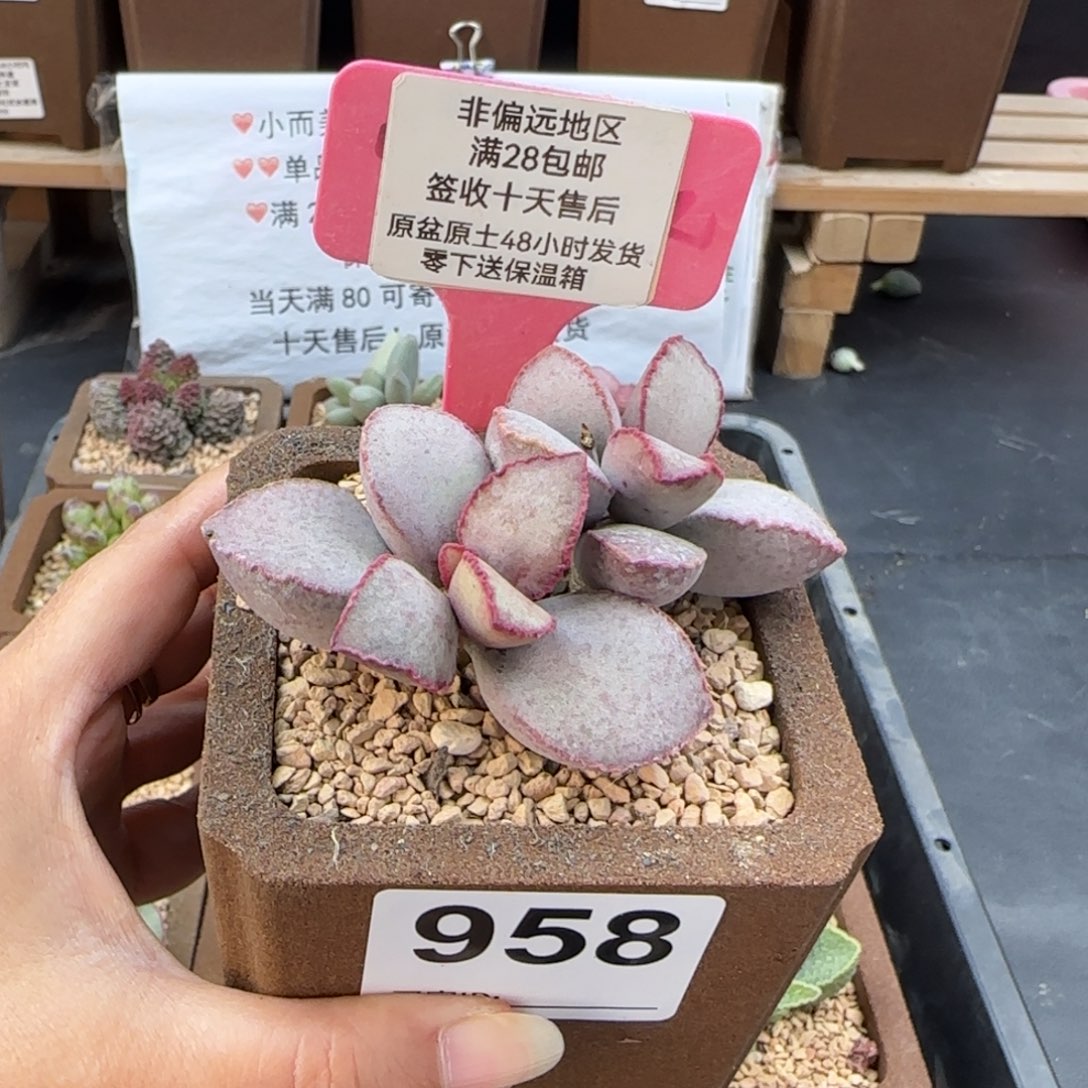 P***0958金牛座多肉植物