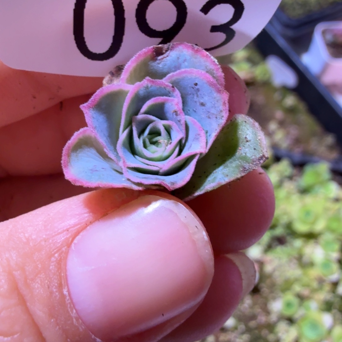 山地玫瑰。 93多肉