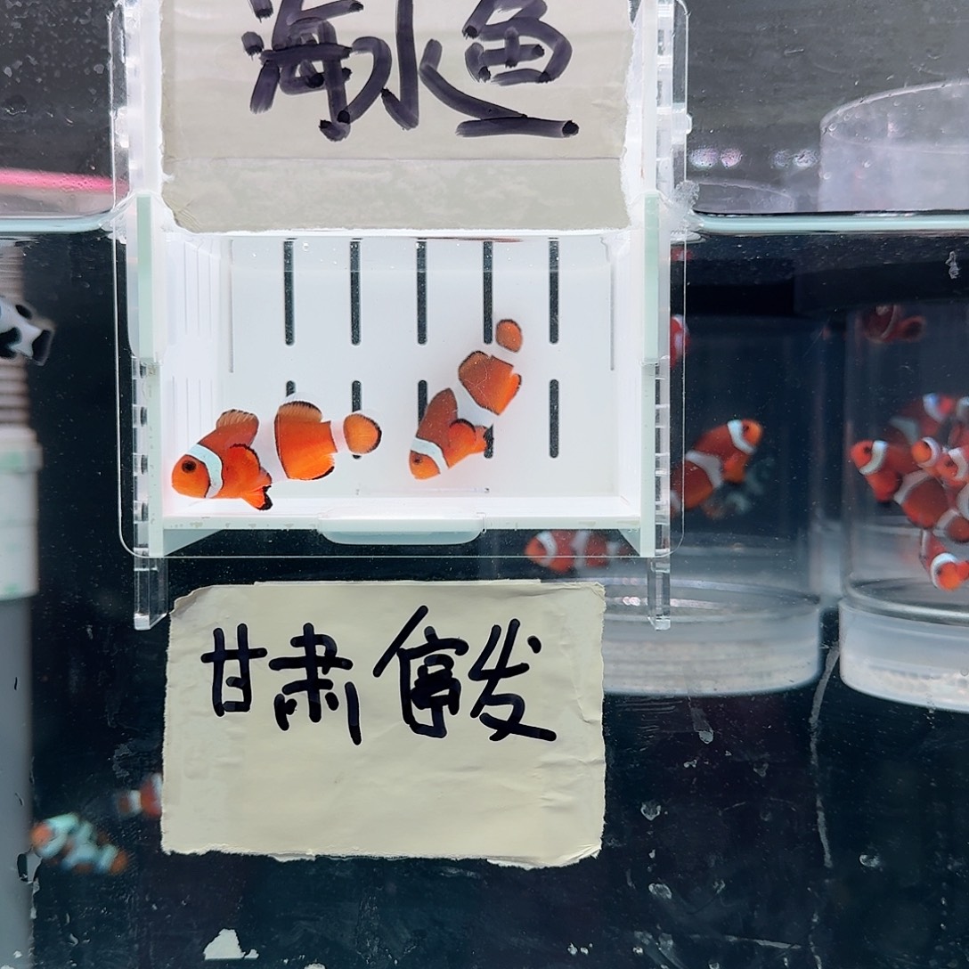 海水鱼3.5-4精品黑边公子一对
