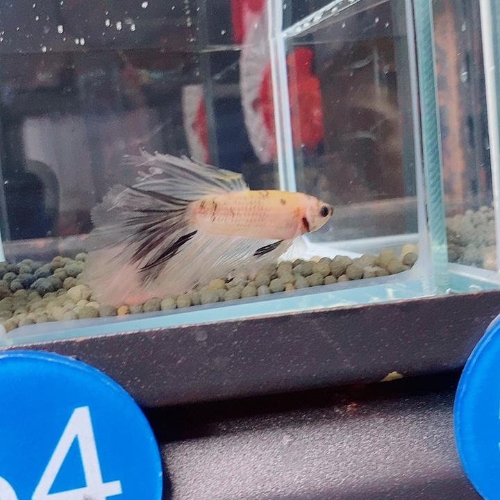 龙***头斗鱼蓝54号巨斗半月