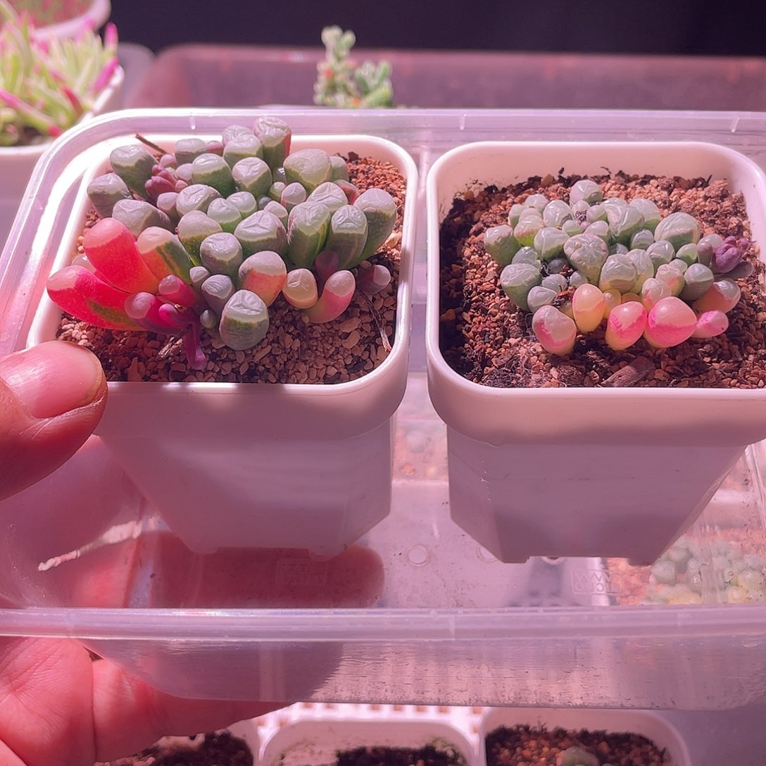 五十玲玉锦特价包邮